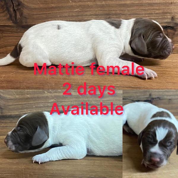 German Shorthaired Pointer