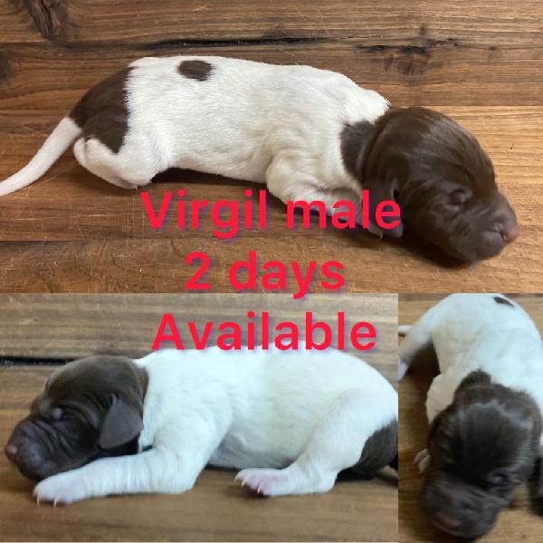 German Shorthaired Pointer