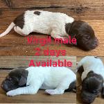 GERMAN SHORTHAIRED POINTER PUPPIES FOR SALE