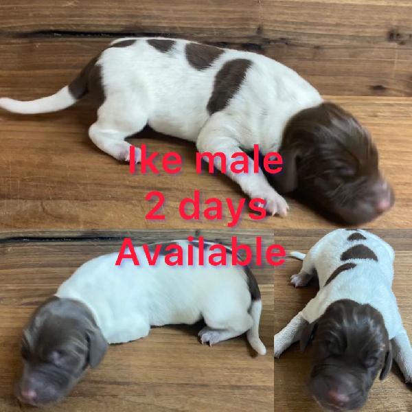 German Shorthaired Pointer