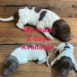 GERMAN SHORTHAIRED POINTER PUPPIES FOR SALE