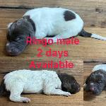 GERMAN SHORTHAIRED POINTER PUPPIES FOR SALE
