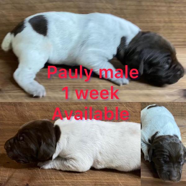 German Shorthaired Pointer