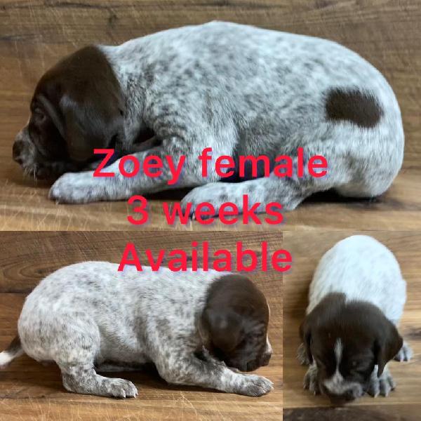 German Shorthaired Pointer