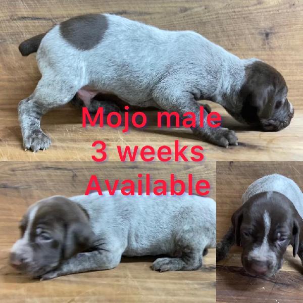 German Shorthaired Pointer