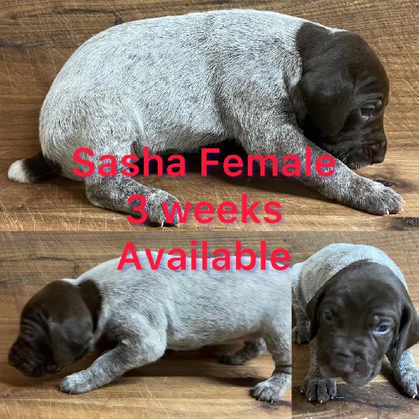 German Shorthaired Pointer