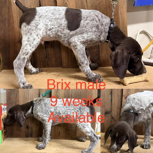 German Shorthaired Pointer