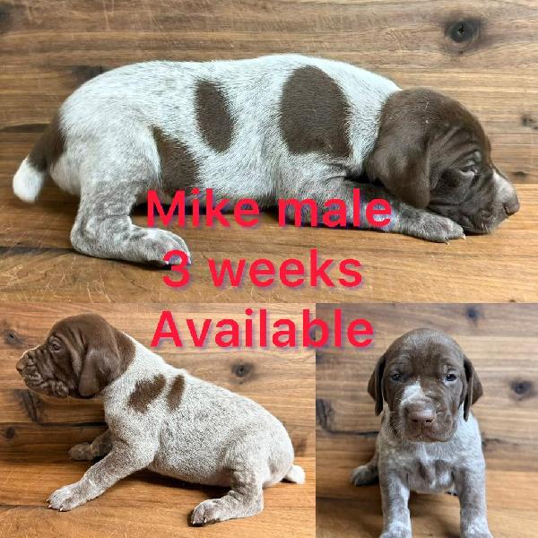 German Shorthaired Pointer