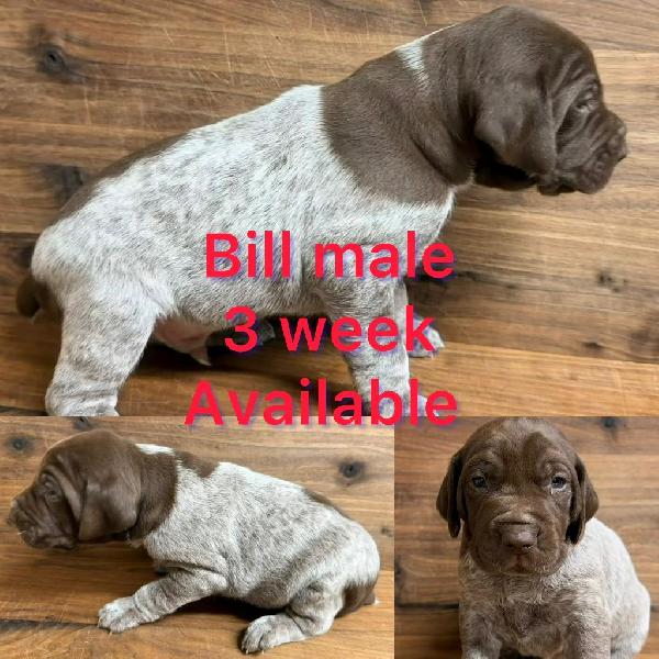 German Shorthaired Pointer