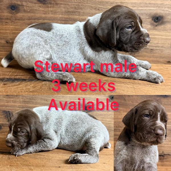 German Shorthaired Pointer