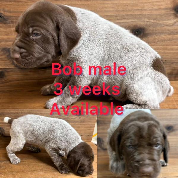 German Shorthaired Pointer