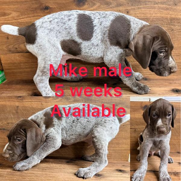 German Shorthaired Pointer