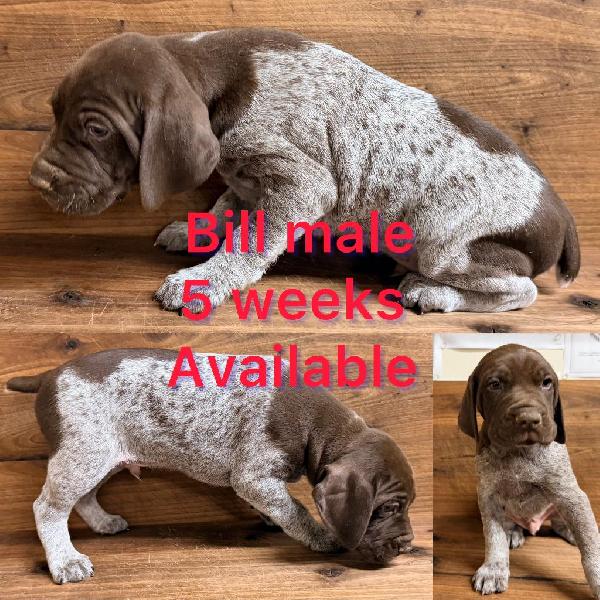 German Shorthaired Pointer