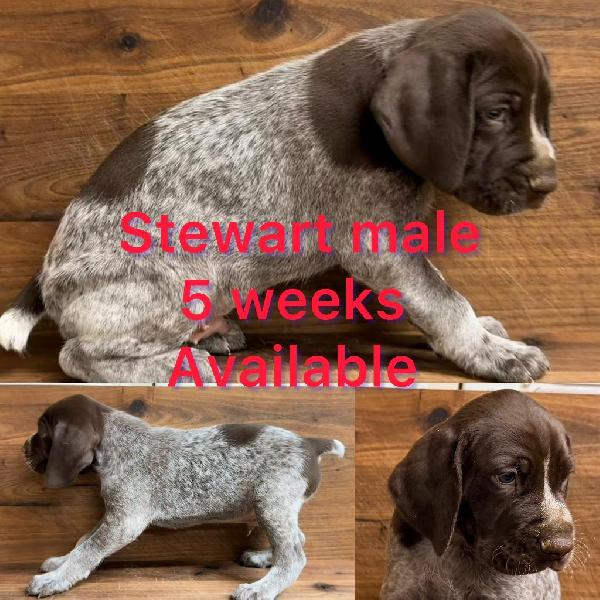 German Shorthaired Pointer