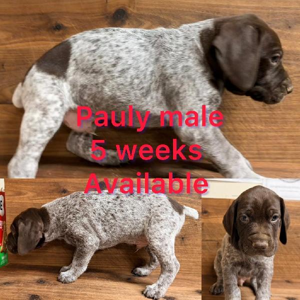 German Shorthaired Pointer