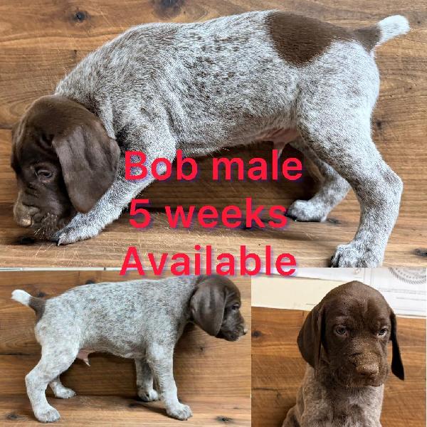 German Shorthaired Pointer