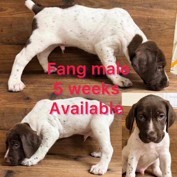 German Shorthaired Pointer