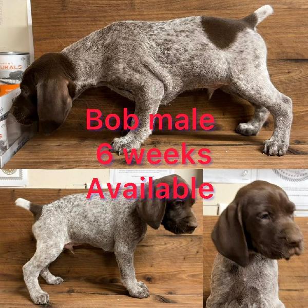 GERMAN SHORTHAIRED POINTER PUPPIES FOR SALE