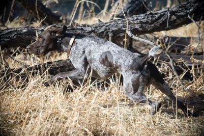 German Shorthaired Pointer