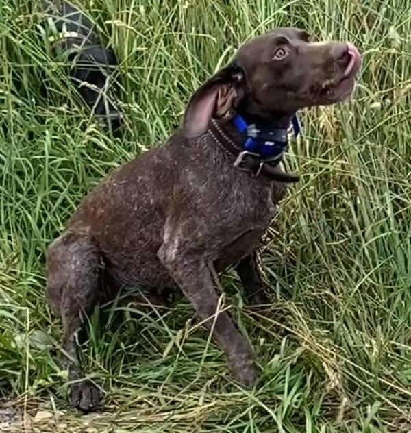 German Shorthaired Pointer