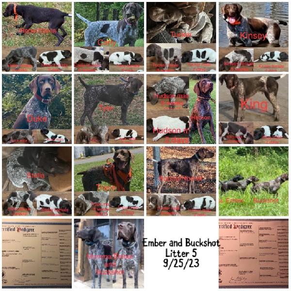 German Shorthaired Pointer