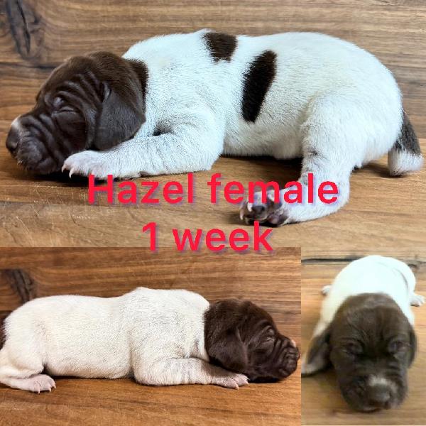 GERMAN SHORTHAIRED POINTER PUPPIES FOR SALE German Shorthaired Pointer