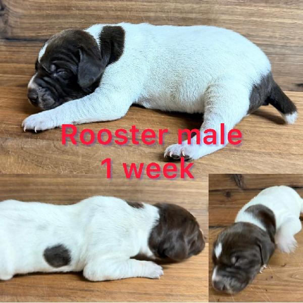 GERMAN SHORTHAIRED POINTER PUPPIES FOR SALE German Shorthaired Pointer
