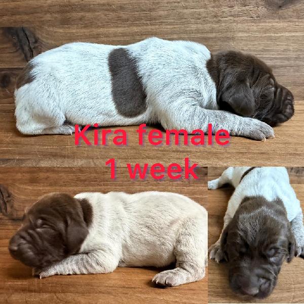 GERMAN SHORTHAIRED POINTER PUPPIES FOR SALE German Shorthaired Pointer