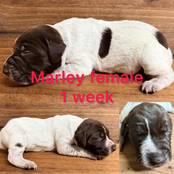 GERMAN SHORTHAIRED POINTER PUPPIES FOR SALE German Shorthaired Pointer