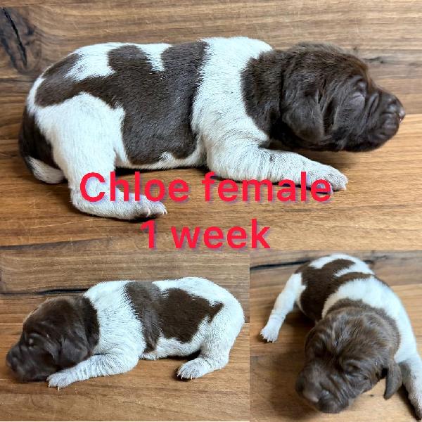 GERMAN SHORTHAIRED POINTER PUPPIES FOR SALE German Shorthaired Pointer