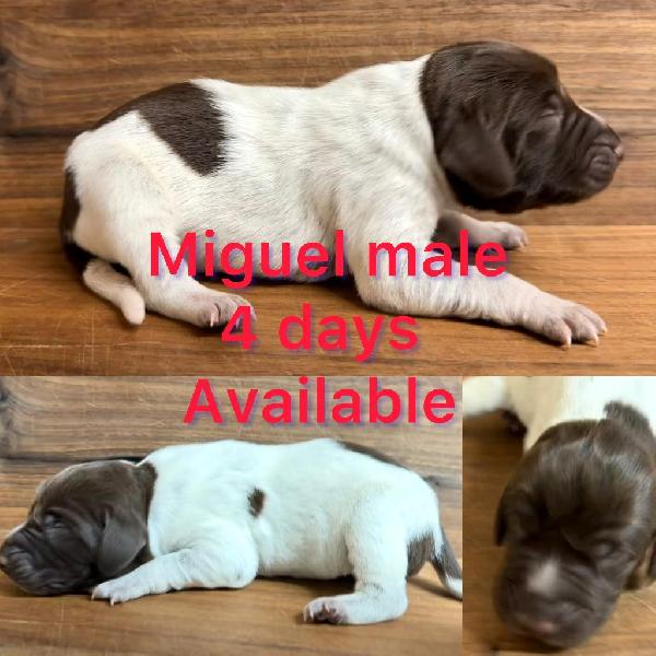 German Shorthaired Pointer