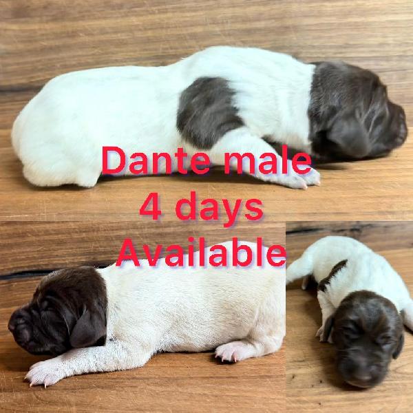 German Shorthaired Pointer