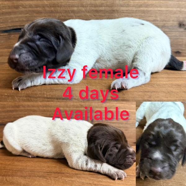 German Shorthaired Pointer