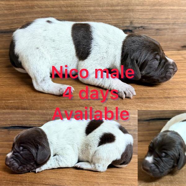 German Shorthaired Pointer