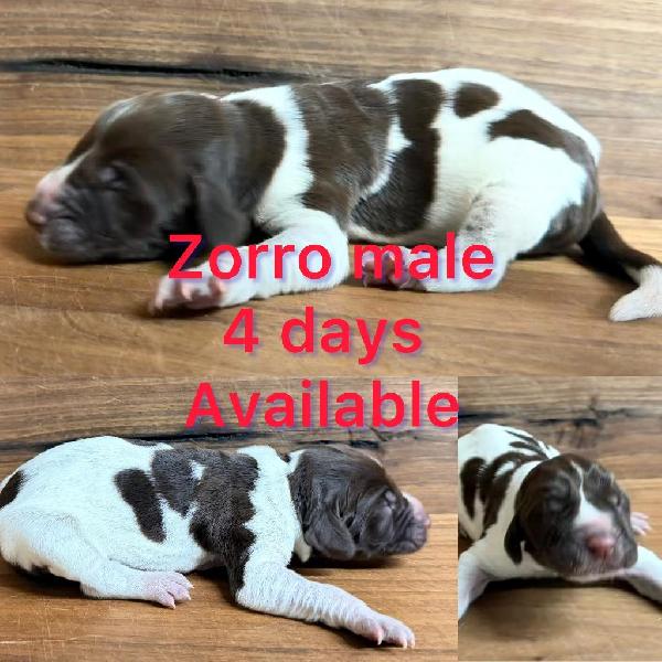 German Shorthaired Pointer