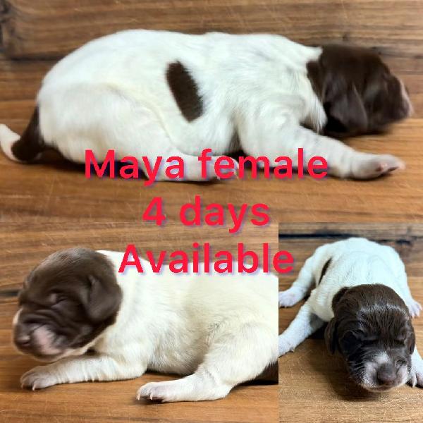 German Shorthaired Pointer