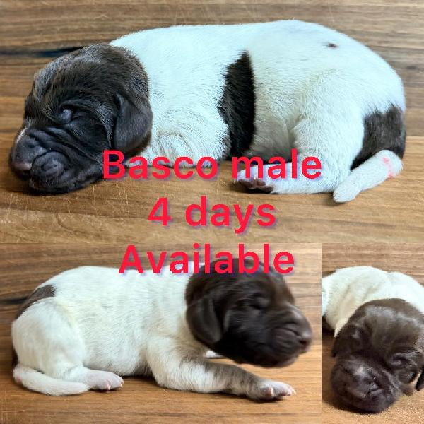 German Shorthaired Pointer