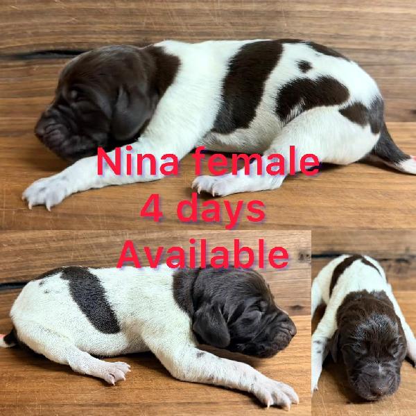 German Shorthaired Pointer