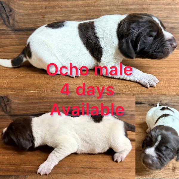 German Shorthaired Pointer