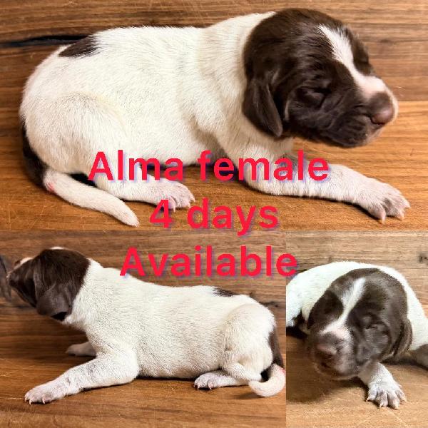 German Shorthaired Pointer