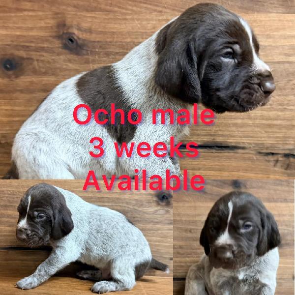 German Shorthaired Pointer