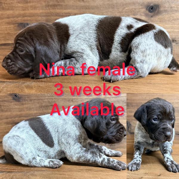 German Shorthaired Pointer