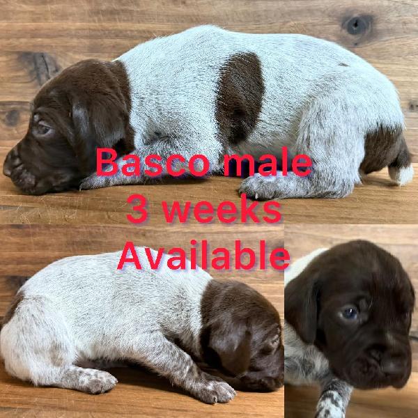 German Shorthaired Pointer