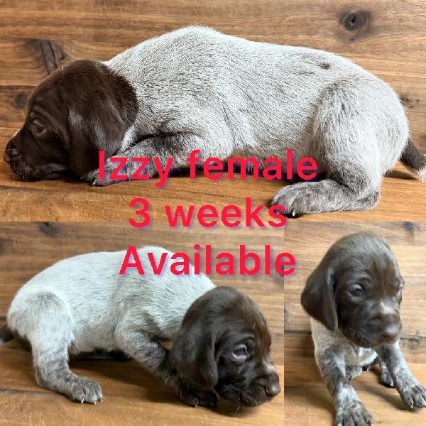 German Shorthaired Pointer