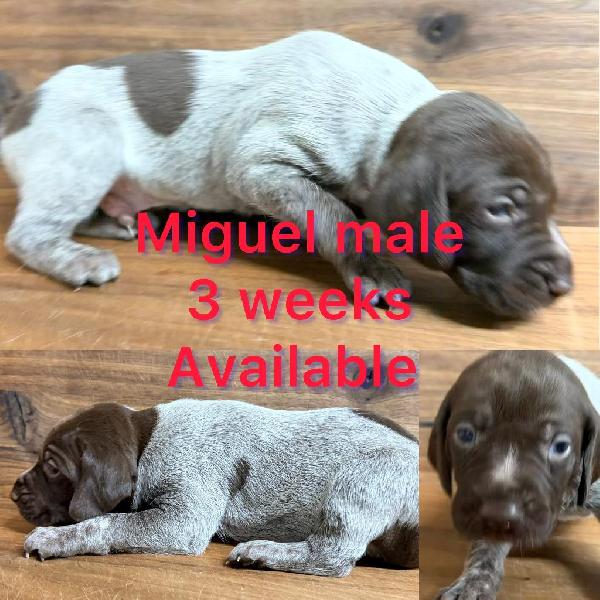 German Shorthaired Pointer