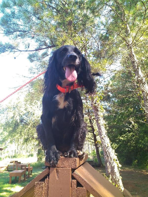English Cocker Spaniel