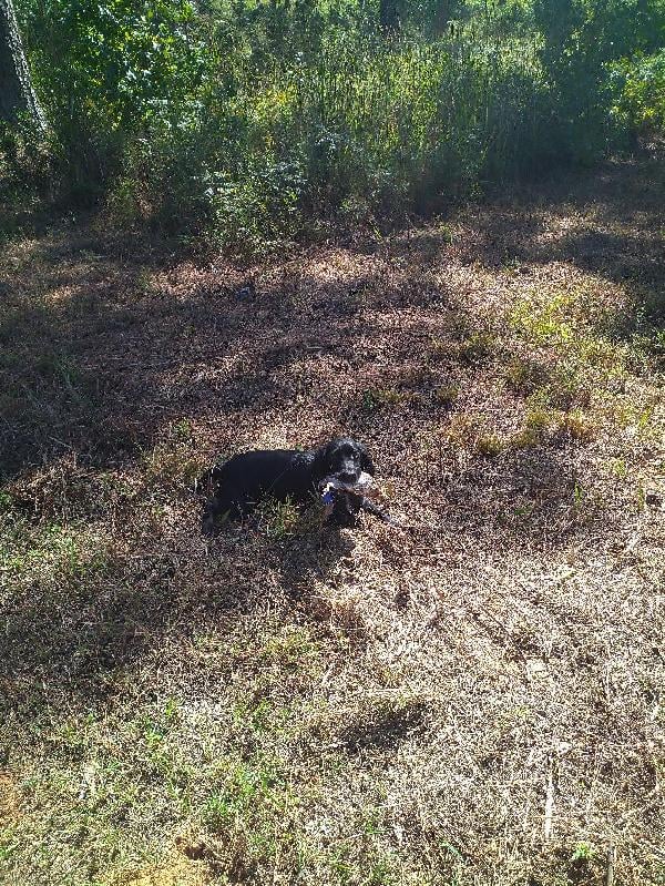 English Cocker Spaniel