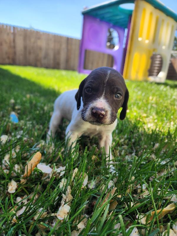 German Shorthaired Pointer