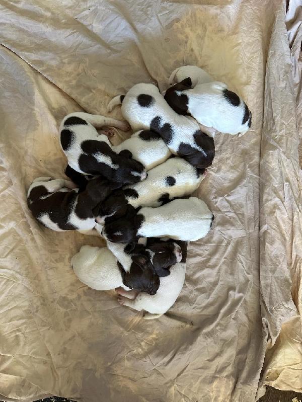 German Shorthaired Pointer