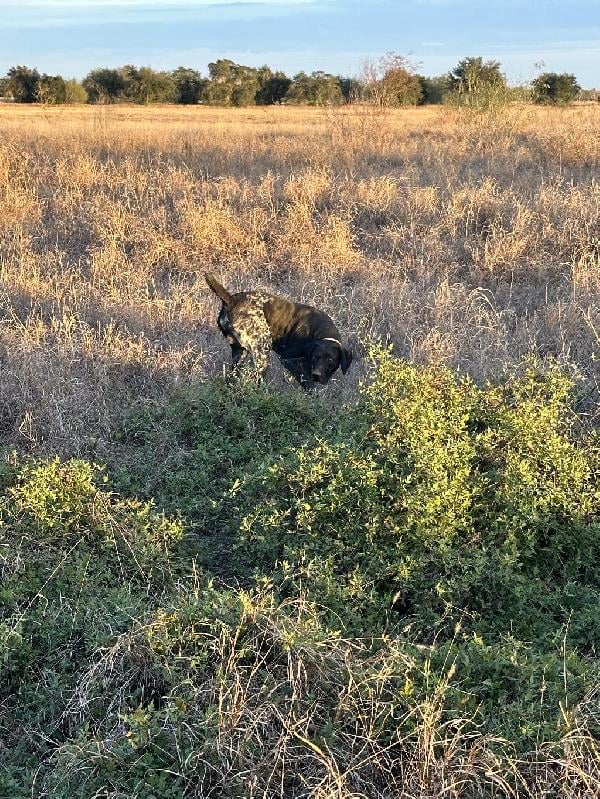German Shorthaired Pointer
